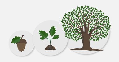 Illustration of acorn, seedling, and mature oak tree.